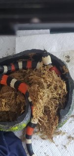 snake12.jpg